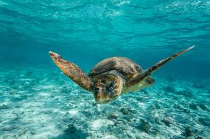 Sea Turtle Tour