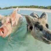 Swimming with the Pigs Tour