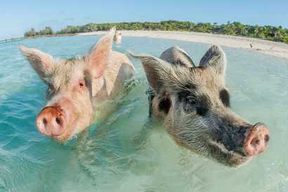 Swimming with the pigs Tour